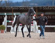 Capri FZ Tosc Tour2013- S5 1661 : Arezzo, Capri FZ, Cavalli d'Italia, Toscana Tour 2013, foto di Stefano Secchi ©